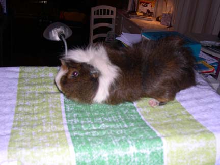 Picture of Wiggles the guinea pig